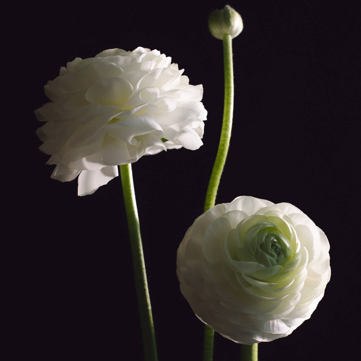 Decorative
