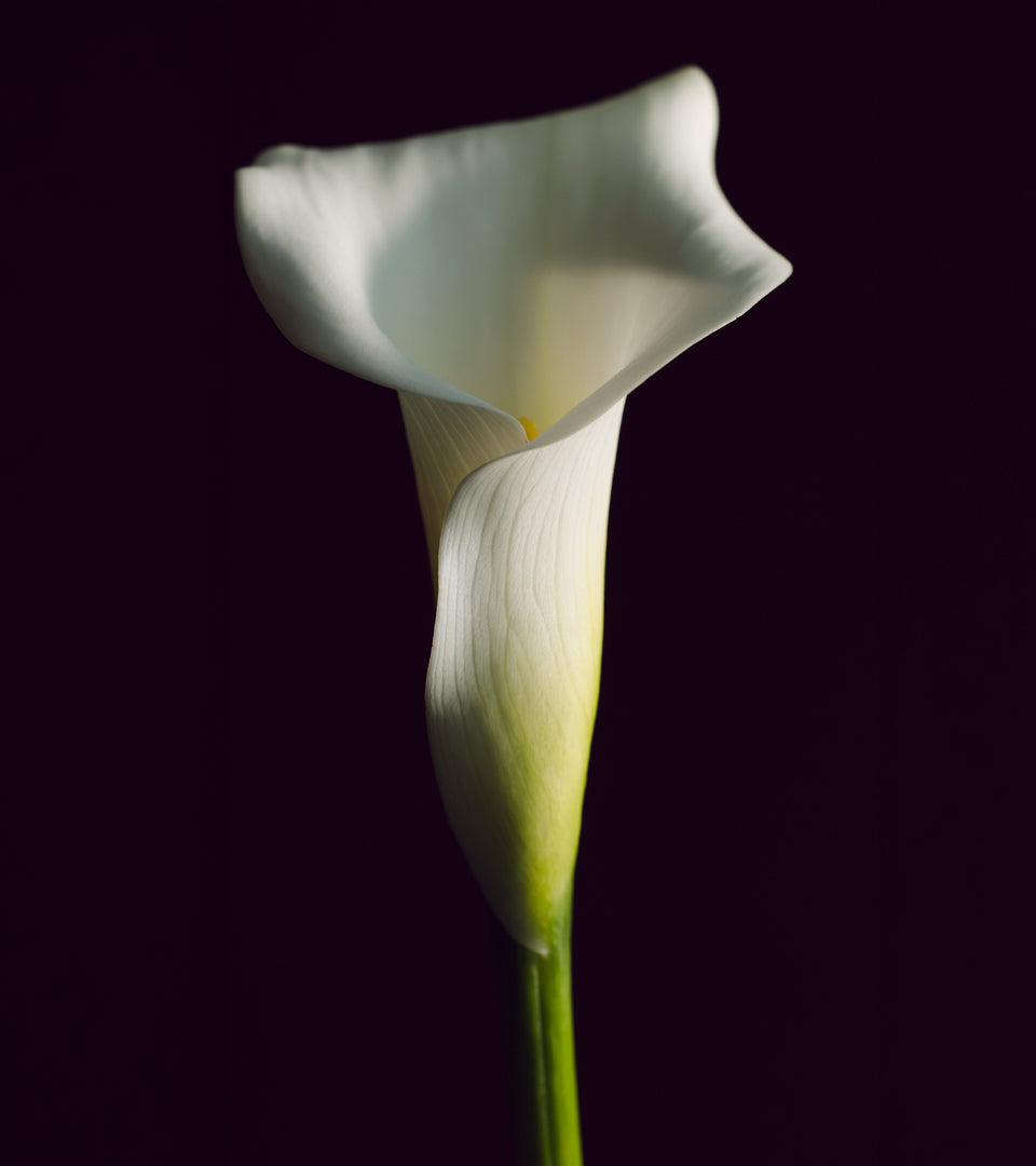 Decorative