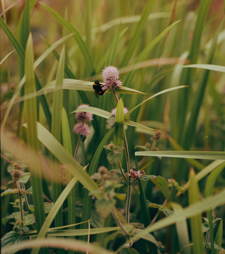 A close-up outdoor shot of green grass and small pink flowers with a bumblebee visiting one of the blossoms.