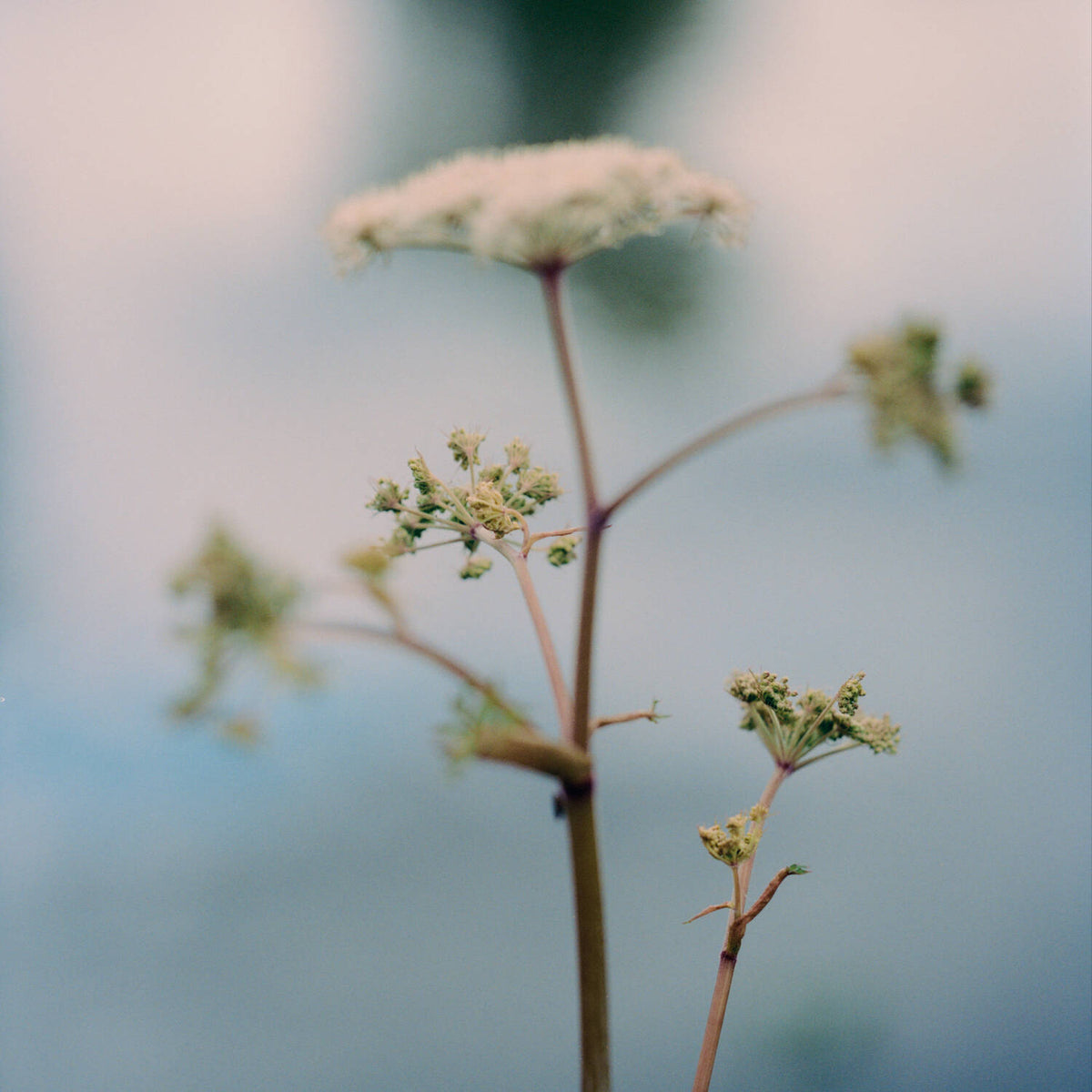 A close-up photograph of a delicate wildflower stem with small pale green umbels and a soft, dreamy blue-gray blurred background.