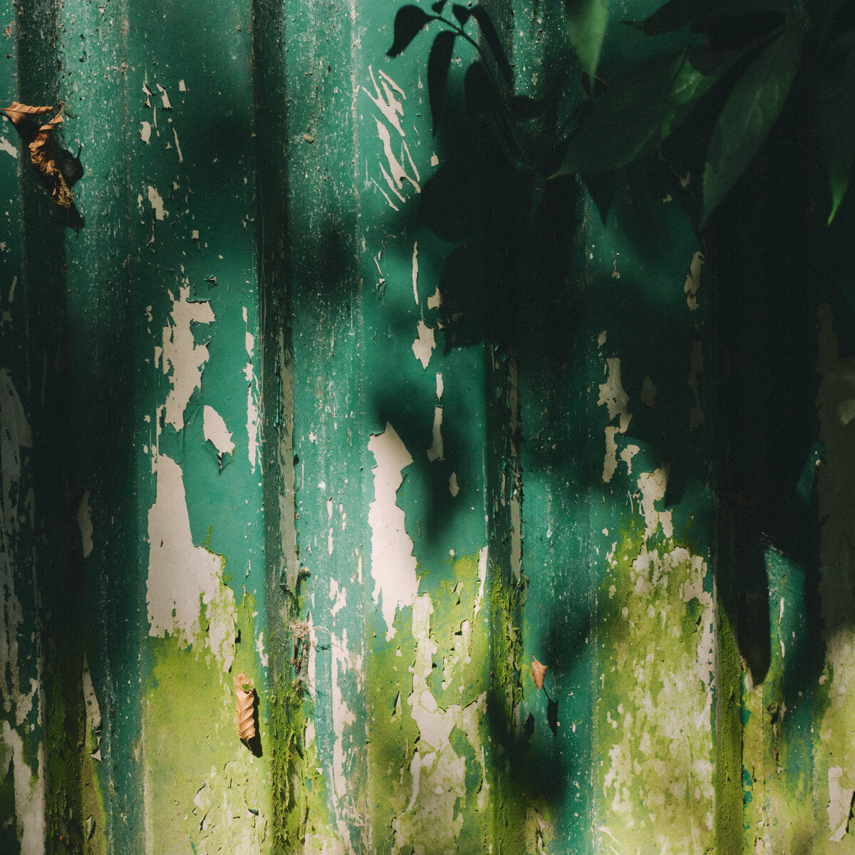 A close-up of a weathered green metal wall with peeling paint, showing patches of rust, moss, and shadows from overhanging leaves.